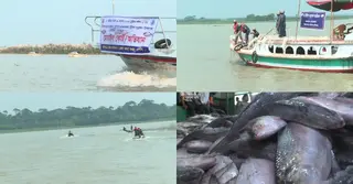 ২২ দিনের নিষেধাজ্ঞা কি ব্যর্থ? কমছে ইলিশের আহরণ